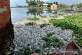 Mati massal ikan di Danau Maninjau menjadi 63 ton