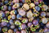 Manggis jadi buah unggulan di Purwakarta