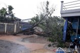 Hujan angin kencang, rumah rusak dan pohon tumbang di Bandung