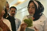 Wagub Sulbar minta penyuluh pertanian tingkatkan kinerja