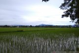 Hujan mulai rendam areal sawah di Kabupaten Maros