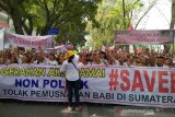 47.143 ekor babi  di Sumut mati akibat virus ASF