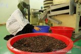 Pelatihan pengelolahan biji kakao menjadi cokelat