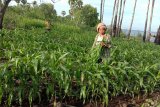 213.899 hektare tanaman jagung berpotensi diserang ulat grayak