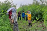 NTB akan menerima 2.500 sapi indukan impor