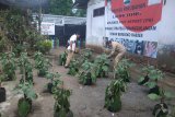 Warga Minahasa Tenggara diminta manfaatkan pekarangan