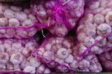 Bawang putih Malaysia