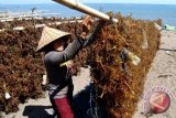 Produksi rumput laut Parigi Moutong capai 13 ribu ton pada 2019