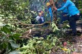 PLN ambil tindakan cepat, pasokan kelistrikan pasca bencana kembali normal