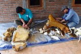 Eskavasi Fosil Gajah