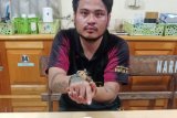 Polres Nabire tangkap pemilik narkoba jenis sabu-sabu