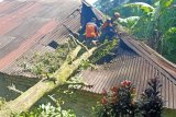 25 bangunan di Agam rusak tertimpa pohon akibat angin kencang