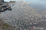 10 ton ikan keramba di Danau Maninjau mati akibat angin kencang
