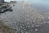 Strong winds kill 10 tons of fish at Lake Maninjau