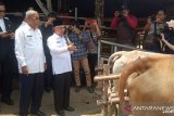 OKU Timur target populasi sapi bertambah 10.000 ekor 2020