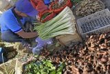 Pasar dunia membutuhkan, petani diminta kembali produksi rempah-rempah