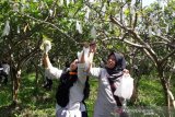 Kelompok petani Temanggung rintis wisata hortikultura petik buah jambu