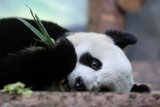 Panda raksasa di Kebun Binatang Moskow merindukan manusia