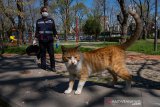 Dua kucing jadi binatang peliharaan pertama yang terpapar COVID-19 di AS