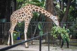 Taman Margasatwa Ragunan dibuka untuk umum mulai Sabtu