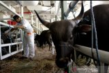 Selama Ramadhan, Permintaan pasokan sapi dari luar NTT meningkat