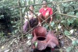 Bunga rafflesia arnoldi mekar di Desa Tanjung Alam Kepahiang ramai dikunjungi