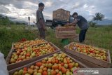 Petani keluhkan harga tomat anjlok, hanya Rp2.500/Kg