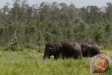 Belasan gajah liar merusak rumah dan kebun warga Bengkalis