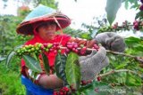 Panen kopi arabika kerinci