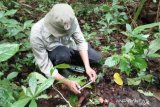 Temukan 26 titik sebaran tumbuhan langka di Danau Maninjau, BKSDA Agam: jadikan destinasi wisata (Video)