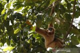 BKSDA Sumbar telah melepasliarkan 16 owa ungko ke habitat baru