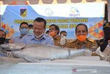 Sulteng ekspor langsung ikan tuna sirip kuning ke Jepang