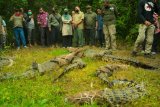 Enam ekor buaya muara dilepasliarkan di TN Way Kambas