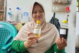 Warga Pesawaran produksi minyak gosok tradisional