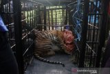 HARIMAU SUMATRA MASUK PERANGKAP BKSDA