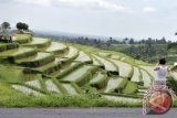 Mentan ingin perkuat pertanian dengan pelestarian adat budaya