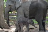 Sepasang gajah kembar terlahir di Sri Lanka