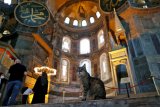 Gli, kucing penghuni Hagia Sophia dengan ribuan pengikut di Instagram