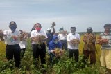 Petani di Kulon Progo panen bawang merah di lahan surjan