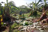 Belasan gajah mengamuk dan merusak rumah warga