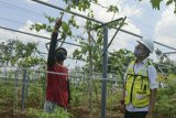 SIG tanam jeruk, anggur, dan lengkeng di area sabuk hijau pabrik Tuban