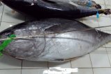 Indonesia raih tambahan kuota tangkapan ikan tuna sirip biru