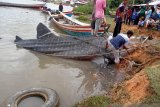 Hiu Tutul terdampar di perairan Pesisir Selatan