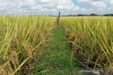 Agriculture the only sector to record growth 2.15 percent in 3rd quarter