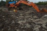 Hutan mangrove di  Gunungsitoli Utara dirusak