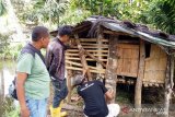 Macan dahan masuk kampung, tiga ekor kambing warga Paraman Agam dimangsa