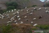 Gembala Ternak Domba Di Perbukitan