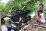 Buaya di Sampint menerkam nenek hingga tangan putus