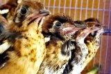 BBKP gagalkan masuknya 380 burung berkicau ilegal asal NTT