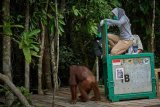 Tiga orangutan betina direlokasi  ke Pulau Salat